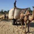 pushkar deve arabası, hindistan