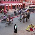 jaipur, şehir trafiğinde fil