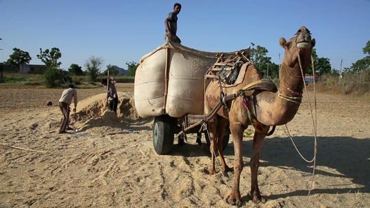 pushkar deve arabası, hindistan